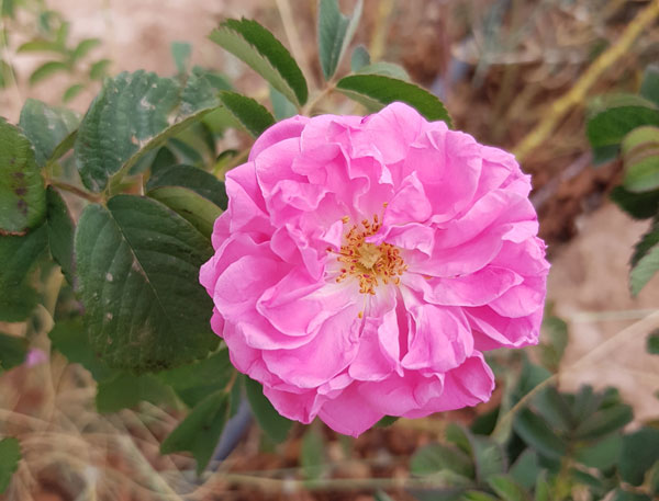 Rose im Tal der Rosen