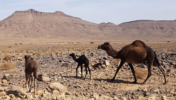 Kamelkinder mit Mutter neben der Strasse auf dem Weg von Merzouga Richtung Zagora