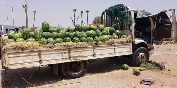 Wassermelonen in der Nähe von Marrakech