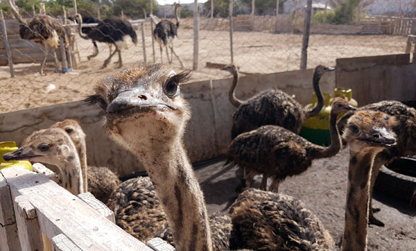 Straussenfarm - Dakhla