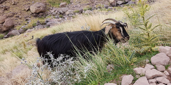 Wanderung von Aroumd zum Refuge du Toubkal