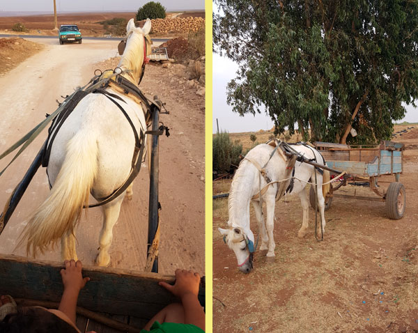 Ausflug per Pferd im Douar Labhabha